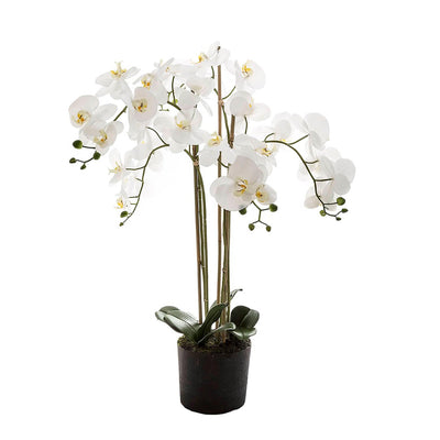 Florabelle Living Florals White Orchid Floral Arrangement in Paper Pot 90cm