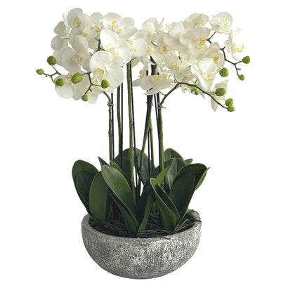 Florabelle Living Florals Olivia White Orchid in Round Clay Pot 62cm