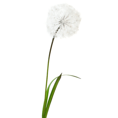 Flower systems Faux Plants Dandelion Spray