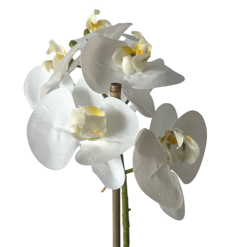 Florabelle Living Florals Phalaenopsis Stem in Clay Ivory Pot 50cm White