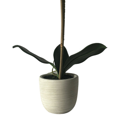 Florabelle Living Florals Phalaenopsis Stem in Clay Ivory Pot 50cm White