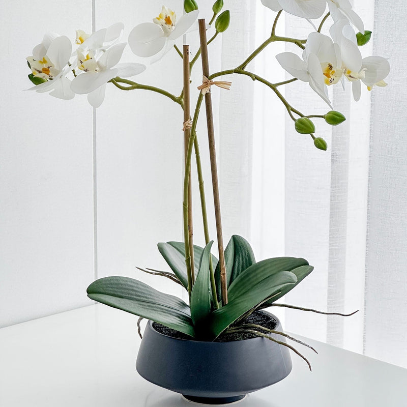 Florabelle Living Florals Rayne White Orchid in Black Pot Medium