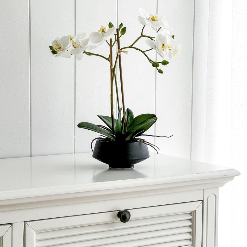 Florabelle Living Florals Rayne White Orchid in Black Pot Medium